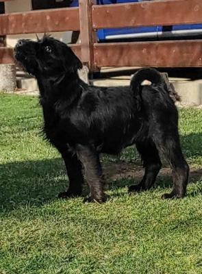 Mittlerer Schnauzer - Vienna Dogs, Puppies