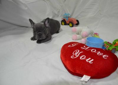 Exotic French Bulldog puppies - Vienna Dogs, Puppies