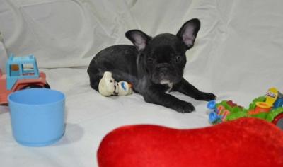 Exotic French Bulldog puppies - Vienna Dogs, Puppies