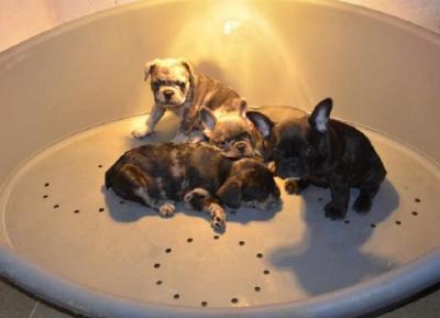 Exotic French Bulldog puppies - Vienna Dogs, Puppies