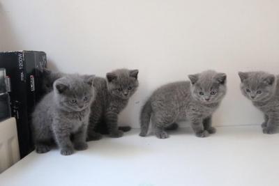 British Shorthair kittens - Hamburg Cats, Kittens