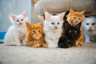 Maine coon kittens - Hamburg Cats, Kittens