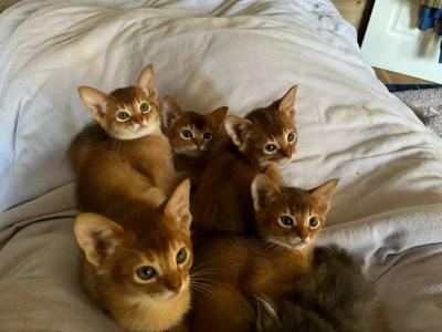 GCCE REG.Abyssinian kittens - Hamburg Cats, Kittens