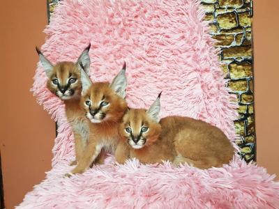 exotic little caracals - Hamburg Cats, Kittens