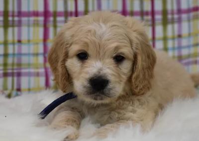 Aussiedoodle Puppies for Sale - Other Other