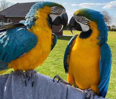 Blue Gold macaws - Berlin Birds
