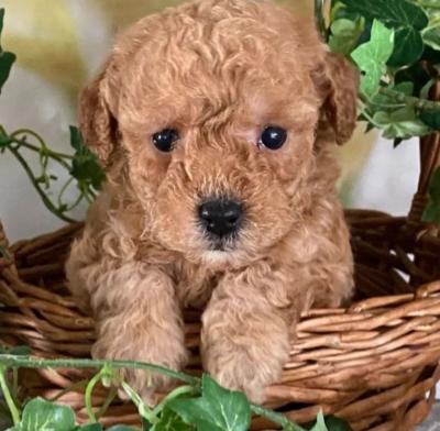 Toy poodle puppies 