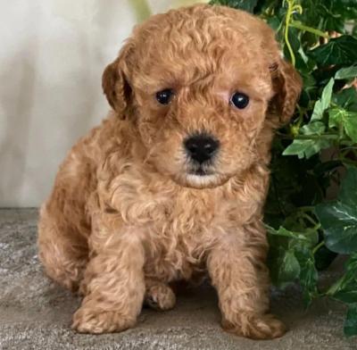 Toy poodle puppies  - Dubai Dogs, Puppies