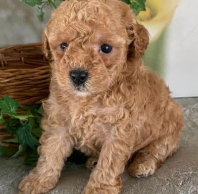 Toy poodle puppies  - Dubai Dogs, Puppies