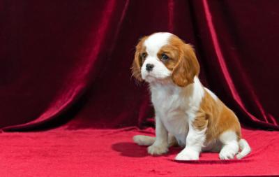 Female Cavalier King Charles Puppy for Loving Home - Toronto Dogs, Puppies