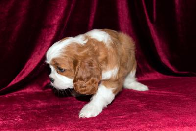 Female Cavalier King Charles Puppy for Loving Home - Toronto Dogs, Puppies