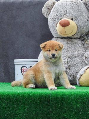 Shiba inu puppies - Vienna Dogs, Puppies