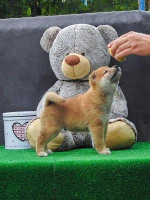 Shiba inu puppies - Vienna Dogs, Puppies