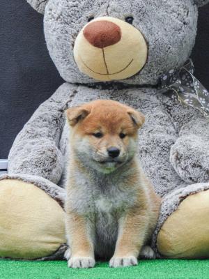 Shiba inu puppies - Vienna Dogs, Puppies