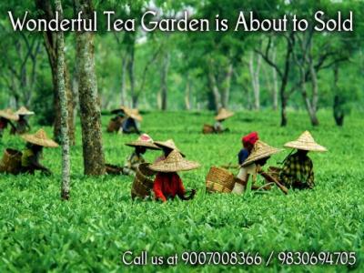 Low Budget Tea Garden available for sale in Dooars - Kolkata Plots & Open Lands