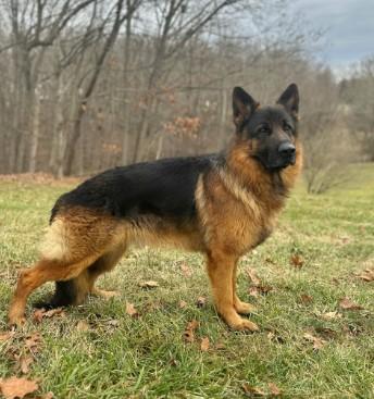 German Shepherd Breeders New Jersey - Other Other