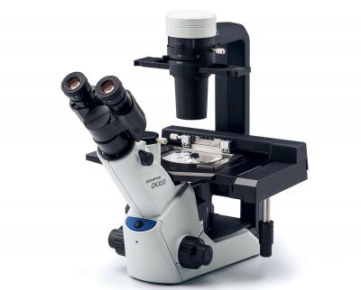 DSS Image - CKX53 Inverted Microscope for Precision Imaging - Delhi Other