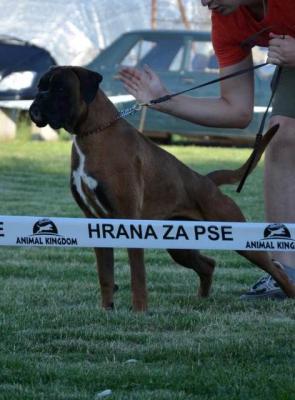 Deutscher Boxer, junger Hund - Vienna Dogs, Puppies