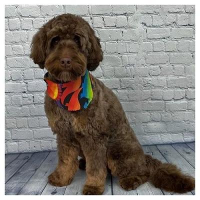Labradoodle Breeders British Columbia	  - Other Other