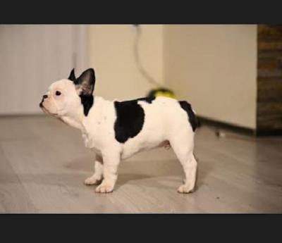 French Bulldog - Vienna Dogs, Puppies