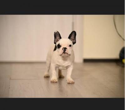 French Bulldog - Vienna Dogs, Puppies