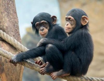 Home Trained Chimpanzee Monkeys for Sale - Dubai Other