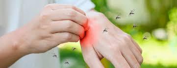 Say Bye-Bye to Mosquito: Effective Control Solutions in Dubai - Dubai Other
