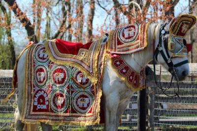 Regal Baraat Entrance: Equishare's Majestic Horses and Carriages - Other Other