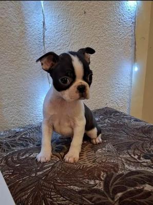 Boston-Terrier-Welpen - Vienna Dogs, Puppies