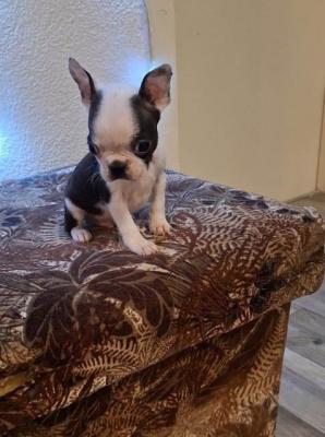 Boston-Terrier-Welpen - Vienna Dogs, Puppies