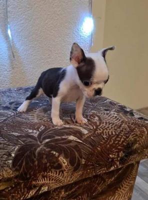 Boston-Terrier-Welpen - Vienna Dogs, Puppies