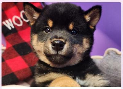 Unleash Joy: Montreal's Cute Puppies for Sale. - Other Other