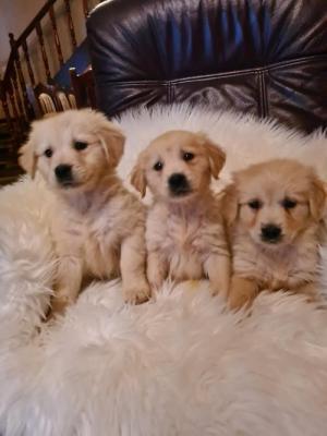 Golden retriever - Vienna Dogs, Puppies