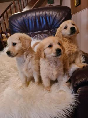 Golden retriever - Vienna Dogs, Puppies