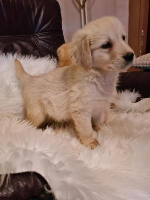 Golden retriever - Vienna Dogs, Puppies