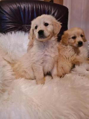 Golden retriever - Vienna Dogs, Puppies