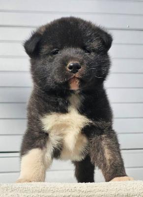 Amerikanischer Akita, Welpen - Vienna Dogs, Puppies