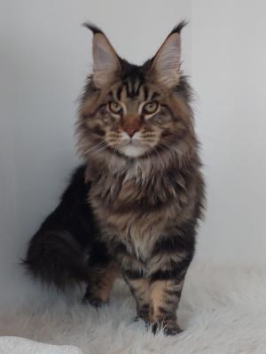  Maine coon Kitten - Milan Cats, Kittens