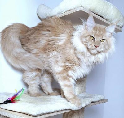  Maine coon Kitten - Milan Cats, Kittens