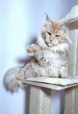  Maine coon Kitten - Milan Cats, Kittens