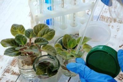 Plant Tissue Culture Suppliers - Delhi Other