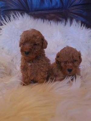 Mini red poodle - Vienna Dogs, Puppies