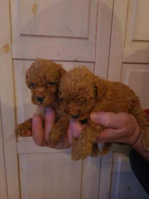 Mini red poodle - Vienna Dogs, Puppies