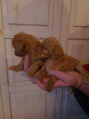 Mini red poodle - Vienna Dogs, Puppies