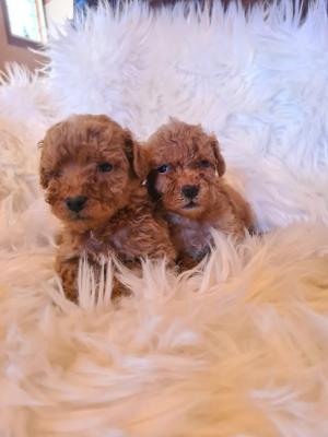 Mini red poodle - Vienna Dogs, Puppies