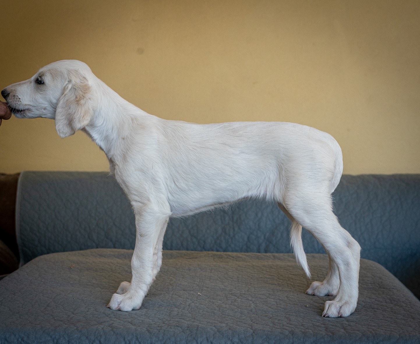  Saluki Puppies available  - Dubai Dogs, Puppies