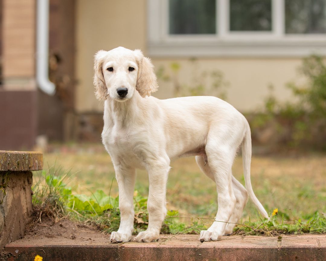  Saluki Puppies available  - Dubai Dogs, Puppies