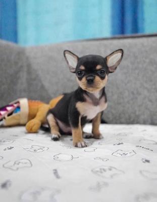  Chihuahua puppies for Sale 