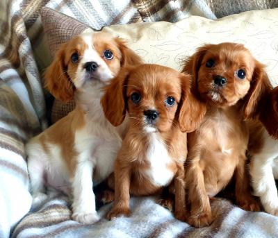  Cavalier King Charles Spaniel puppies for Sale