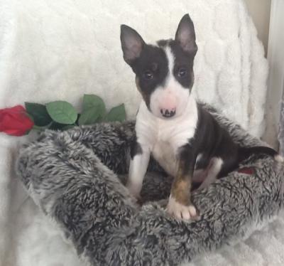  Bull terrier Puppies for Adoption Ready 